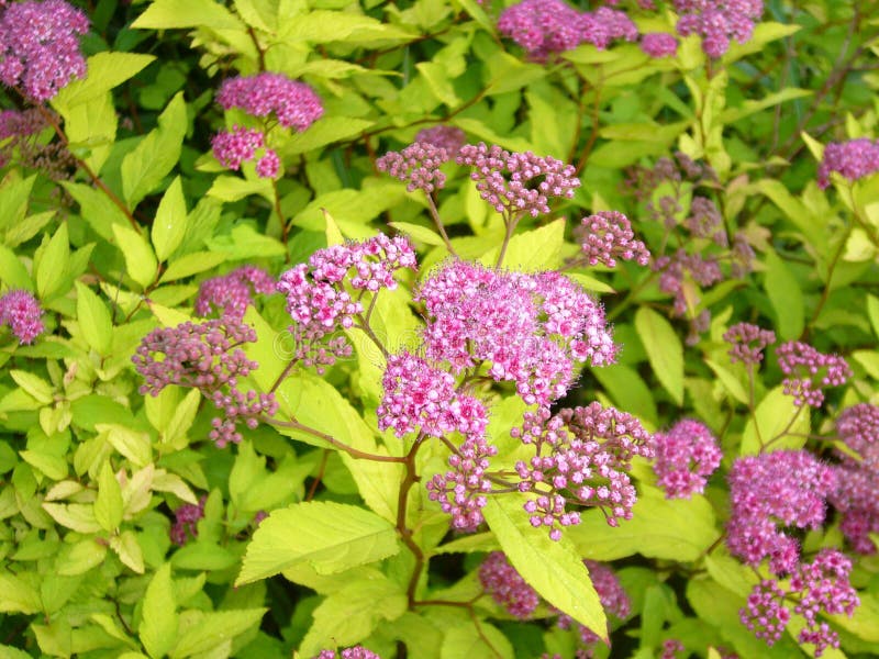 Garden flowers. royalty free stock image