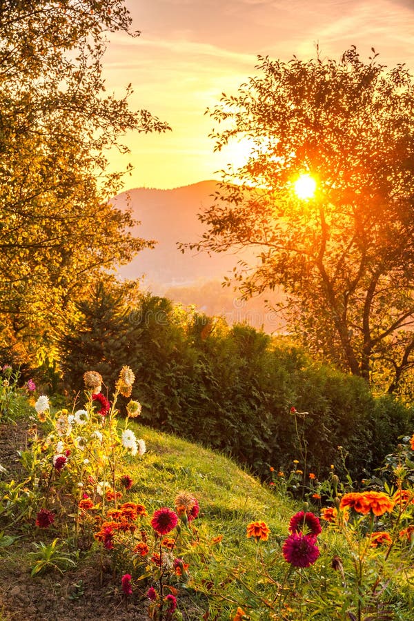 Garden with Flowers in a Sunset Stock Image Image of blossom