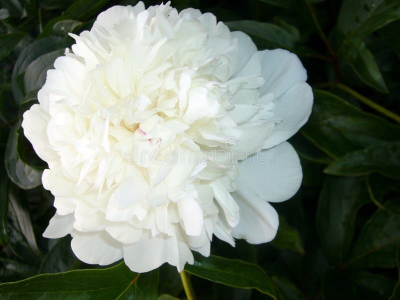 Garden flowers. White peony stock photos