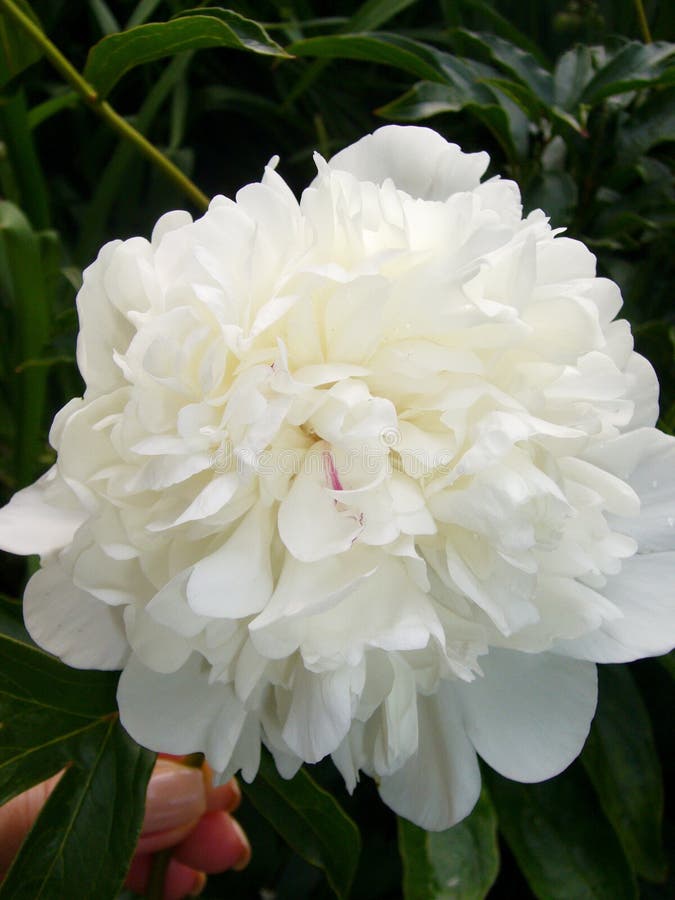 Garden flowers. White peony stock photo