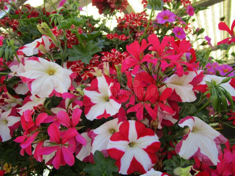 Garden Flowers with White and Red Petals Stock Image Image of flowers