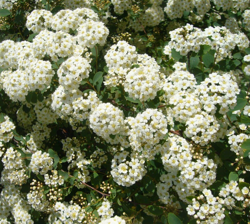 Garden flowers. White Spiraea stock images