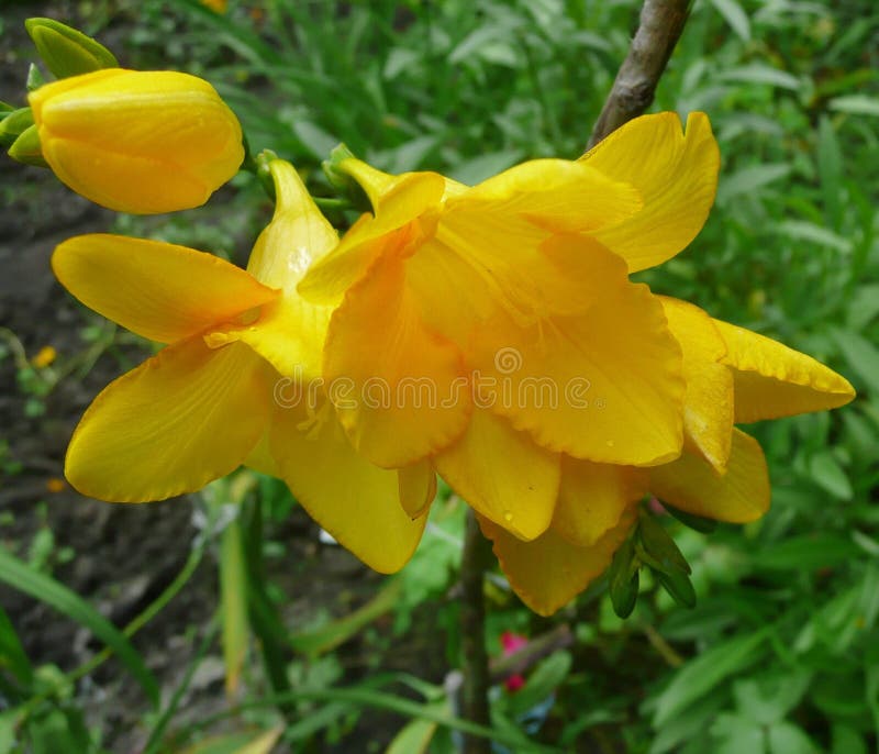 Garden flowers. Yellow lily stock photography
