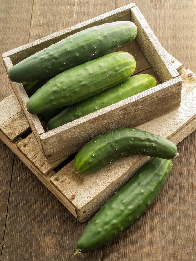 Garden Fresh Cucumbers stock image. Image of agricultural 26580019