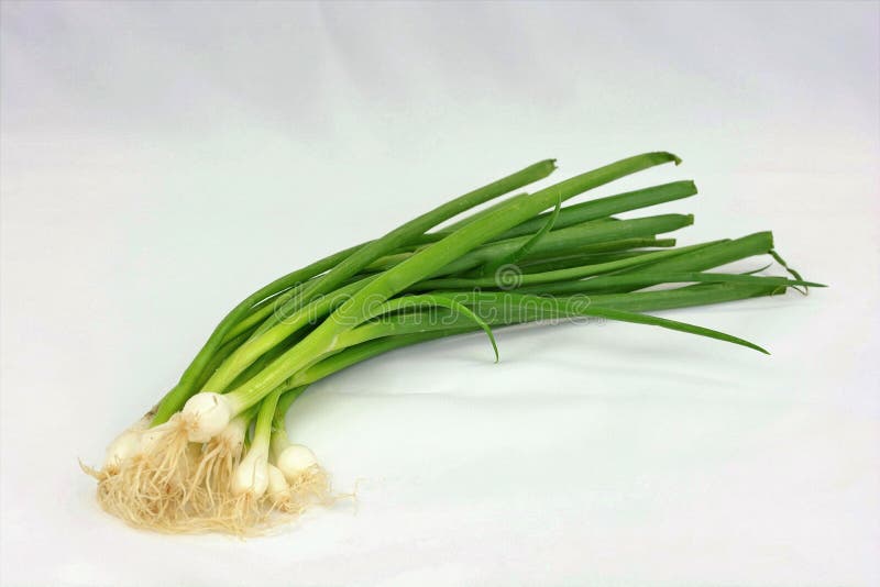 Garden Fresh Green Onions stock photo. Image of life 74220286