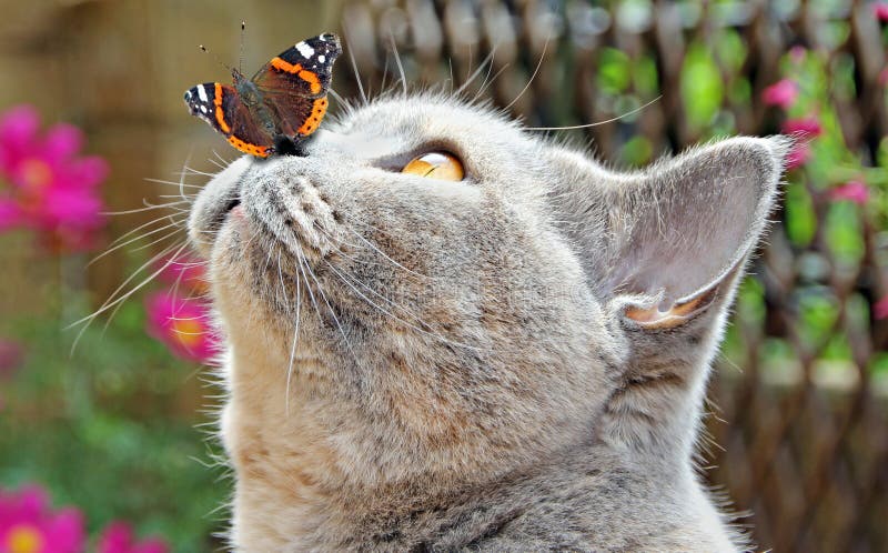 Garden friends butterfly on nose of cat