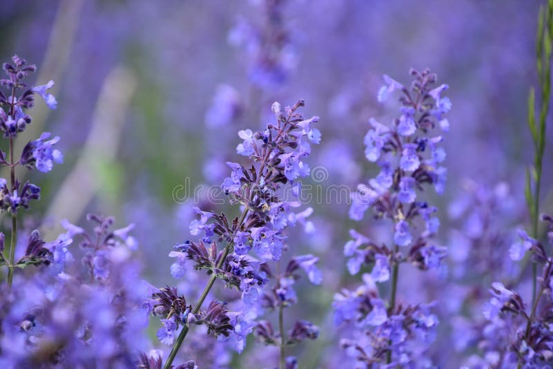 Garden Full Of Flowering Purple Catnip Plants Stock Photo