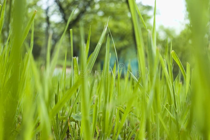 Garden grass royalty free stock photos