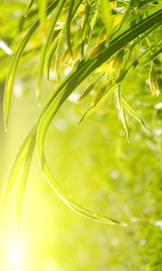 Garden grass, sunny morning stock image