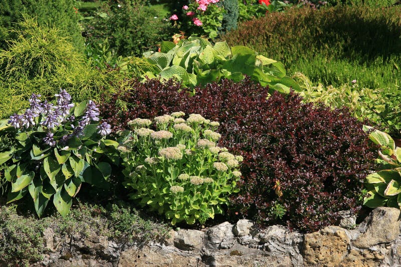 Garden with green and red plants