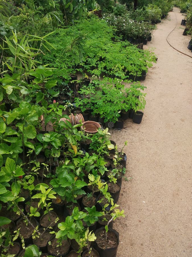 Garden Greenary Small Plants Growing Plant Stock Image Image of plant