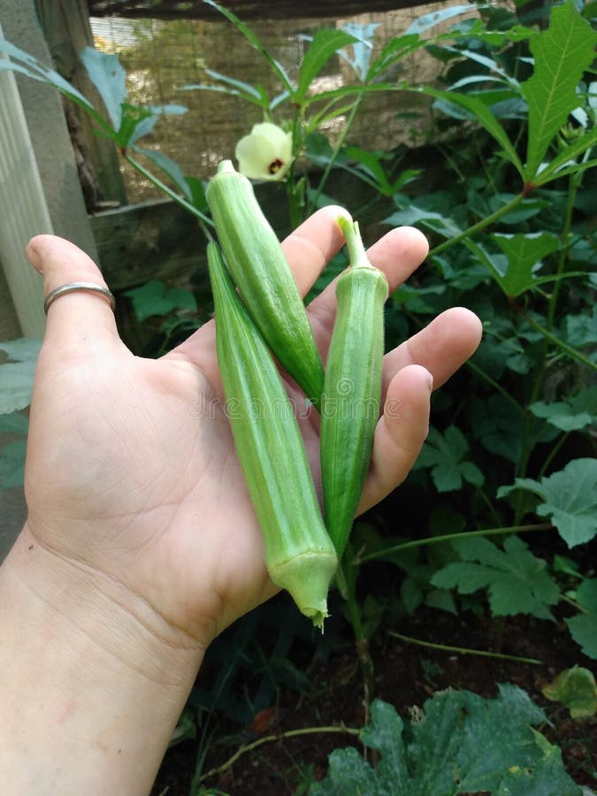 Garden grown Okra stock photo. Image of vegetable, garden 231058892