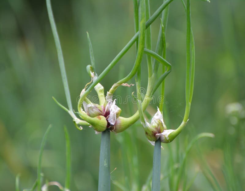 The Garden Grows Multitiered Onions Stock Photo Image of bulblets