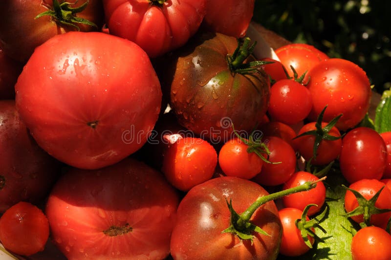 Garden harvest