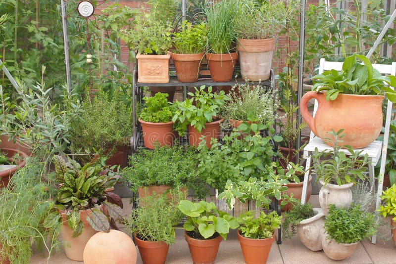 Garden Herbs in Pots and Greenhouse Stock Image Image of food