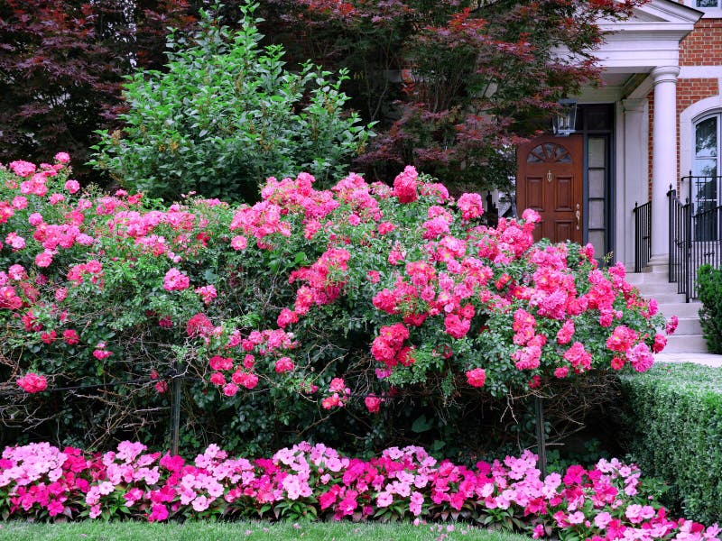 Garden of House with a Hedge of Shrub Roses As a Privacy Screen Stock ...