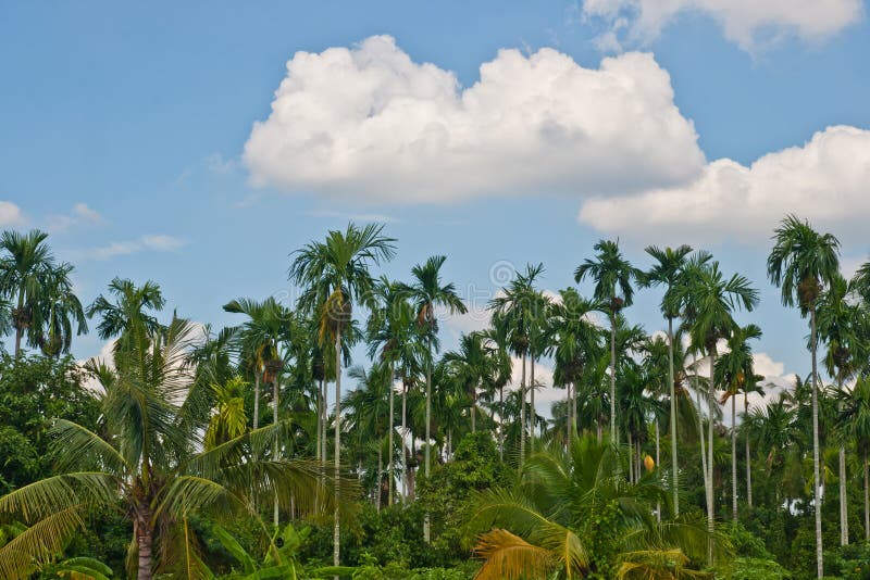 Garden Jungle Plants