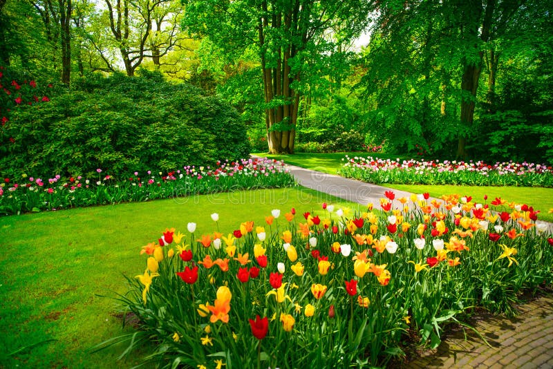 Garden in Keukenhof, tulip flowers. Netherlands