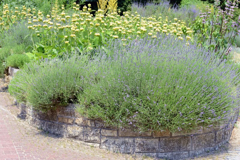 Garden with Lavender Lavandula angustifolia and Lampwick Plant royalty free stock photo Garden with Lavender Lavandula angustifolia and Lampwick Plant royalty free stock photo