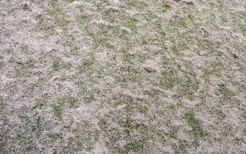 Garden Lawn with Bare Spots after Winter Stock Image Image of field