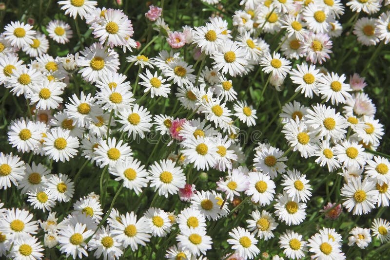 Garden lawn with daisies stock photo. Image of plant 65514564