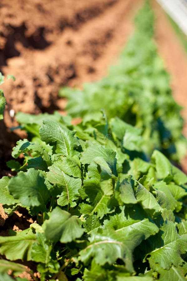 Garden Lettuce Plants. Closeup Stock Image Image of lettuce