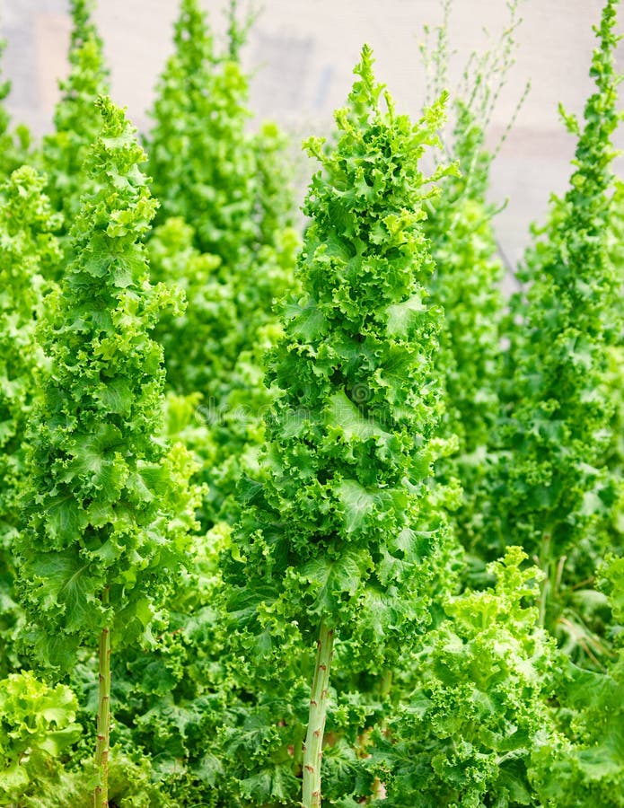 Garden Lettuce Plants. Closeup Stock Image Image of lettuce