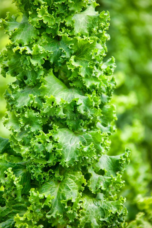 Garden Lettuce Plants. Closeup Stock Image Image of lettuce