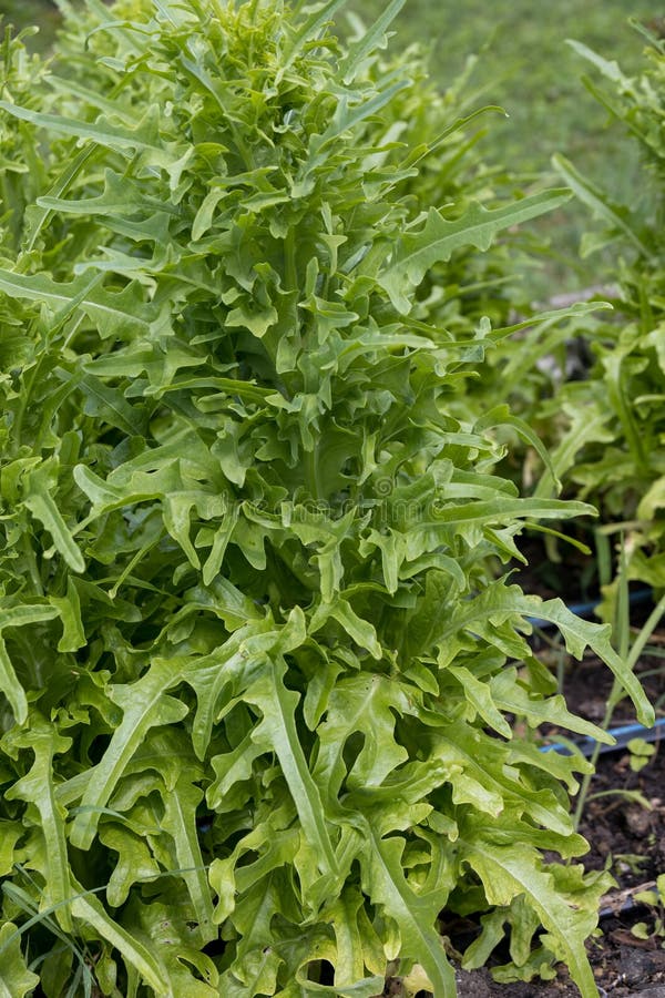 Garden Lettuce Plants. Closeup Stock Image Image of lettuce