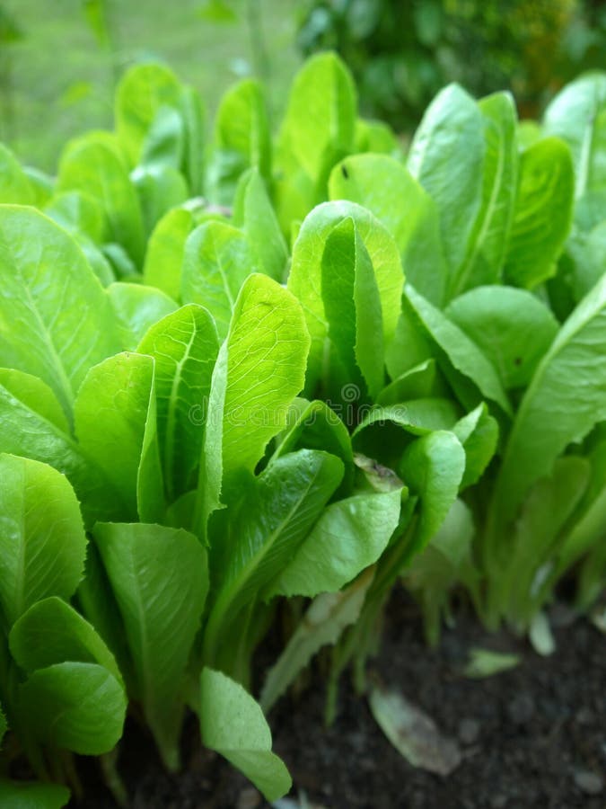 Vegetable Garden Lettuce Plants in Sunlight Stock Image Image of