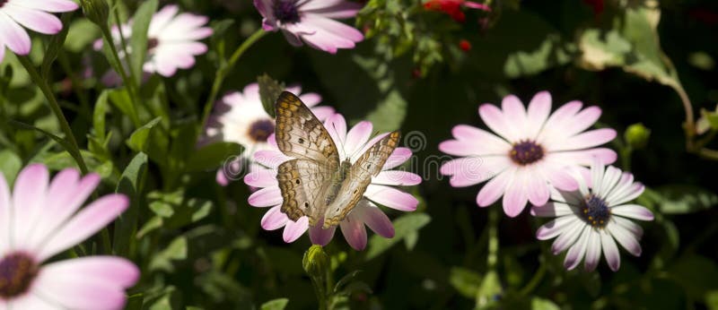 Plant Flower Garden Life of INsect Butterfly royalty free stock photography Plant Flower Garden Life of INsect Butterfly royalty free stock photography