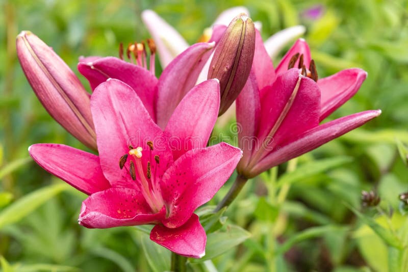 Garden Lily. Flowers stock image. Image of bright, petals - 190365861