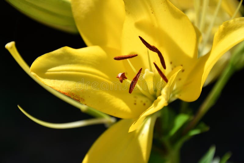 Garden Lily yellow stock image. Image of lily, pistil 129736345