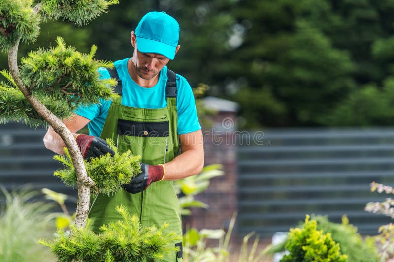 Garden Maintenance Performed by Pro Gardener Stock Photo Image of