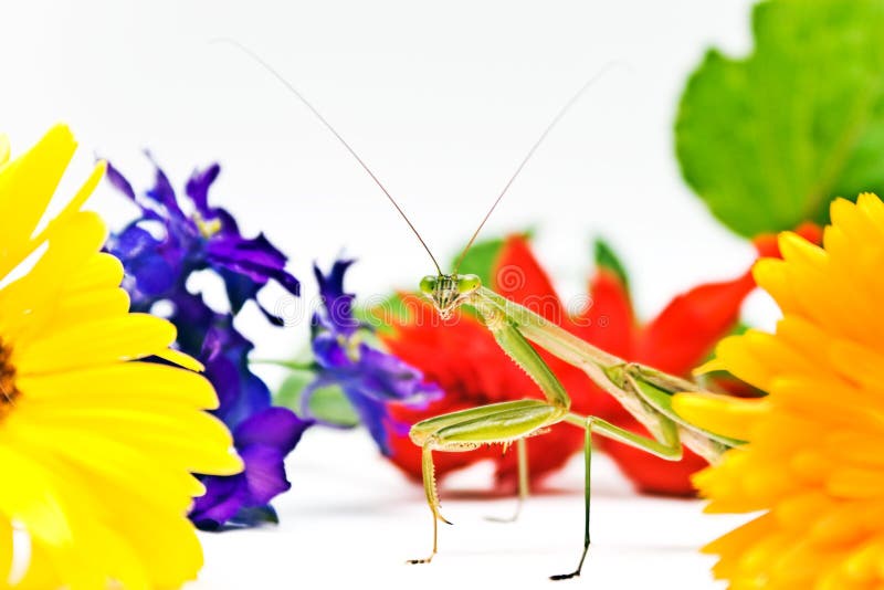 Garden Mantis royalty free stock photos Garden Mantis royalty free stock photos