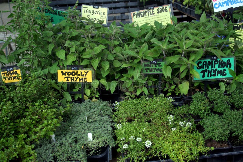 Obraz zahrada trhu stánku prodává čerstvé bylinky.