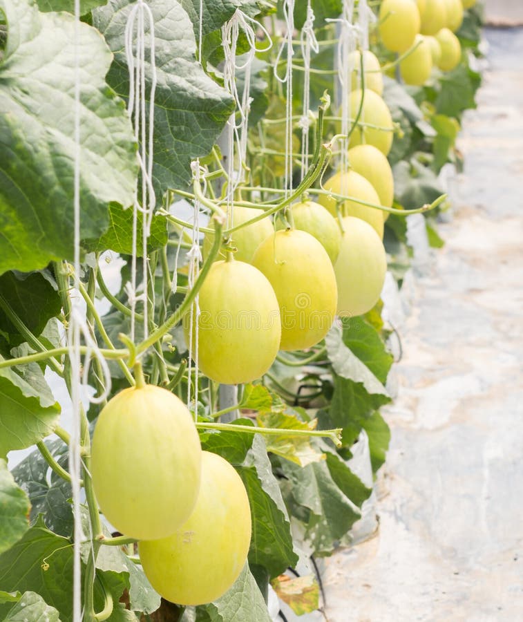 Sweet Melon With Coconut Milk Stock Photo Image of fruit, dessert 32431638