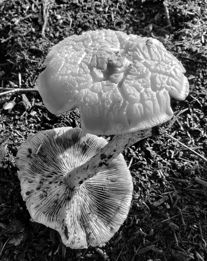 Garden Mushrooms in Mulch stock image. Image of monochrome 244194767