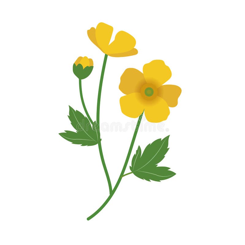 buttercup flower diagram buttercup flower diagram
