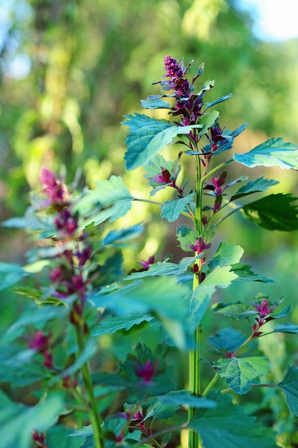 Atriplex Hortensis. Garden Orache. Red Orach. Mountain Spinach. French ...