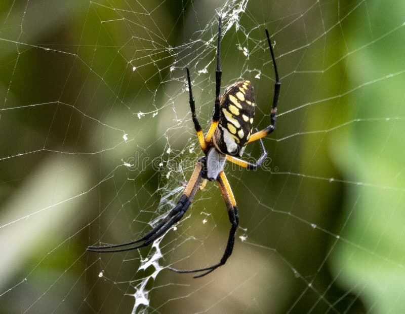 Garden Orb Spider stock image. Image of animal, wildlife 255238245