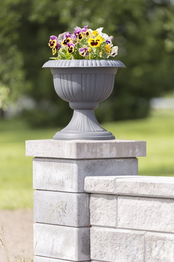 Garden Pansies in Flower Pot