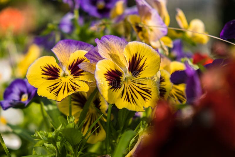 The Garden Pansy Flowers on the Flowerbed Close Up. Viola Wittrockiana ...