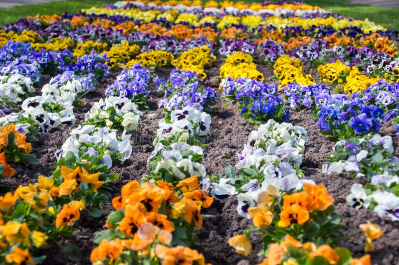 Garden Pansy in Many Colors Stock Photo Image of symbol, tourism 115835924