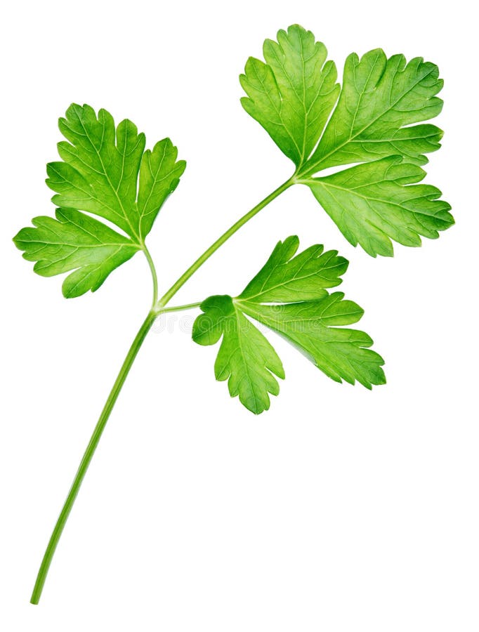 Garden parsley in the pot stock image. Image of close 96872799