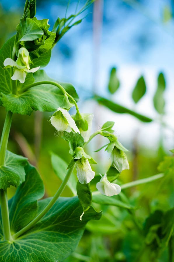 Garden Pea White Flower with Vine and blue sky stock photography Garden Pea White Flower with Vine and blue sky stock photography