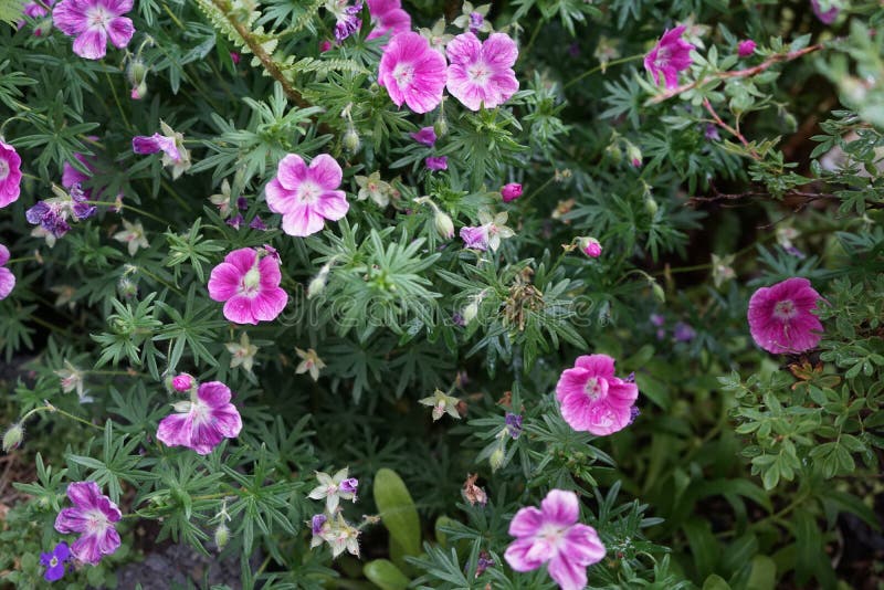 anklageren dato forfatter Geranium Cinereum Ballerina Stock Image - Image of botanical, geranium:  240193