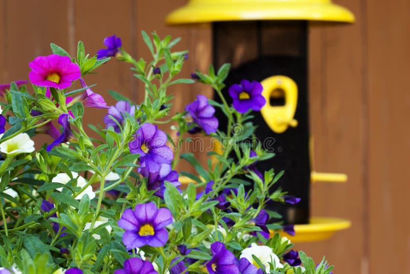 Garden Petunia Flowers Bird Feeder