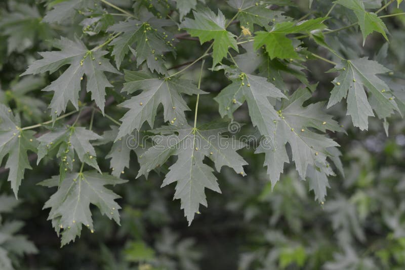 Garden Plant green leafs of a Acer Campestre royalty free stock images Garden Plant green leafs of a Acer Campestre royalty free stock images