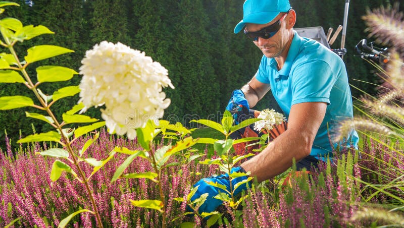 Garden Plants Pruning Performed by Caucasian Garden Worker stock images
